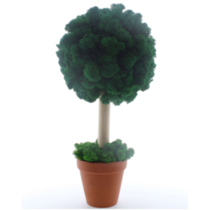 Copac cu licheni în ghiveci