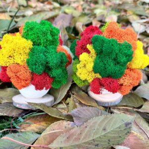 Copăcel cu licheni mix