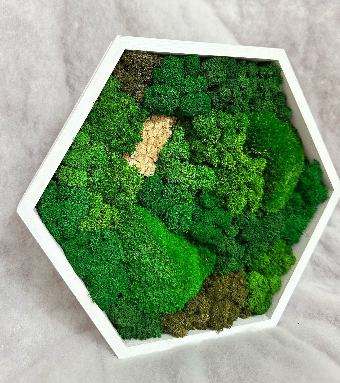 Tablou Licheni Frântură de Verde